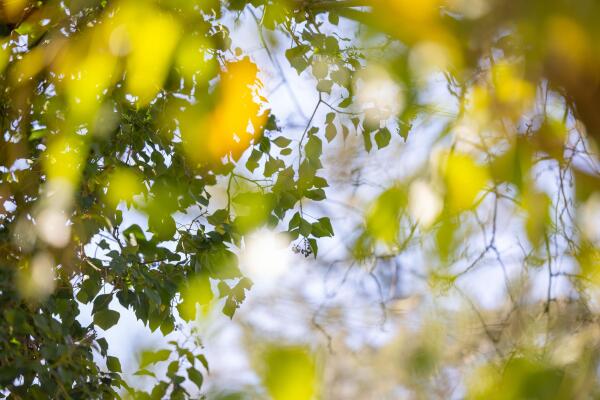 photo 16 Bastinglaan 20 0 ong