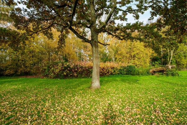 photo 50 Boymansweg 17